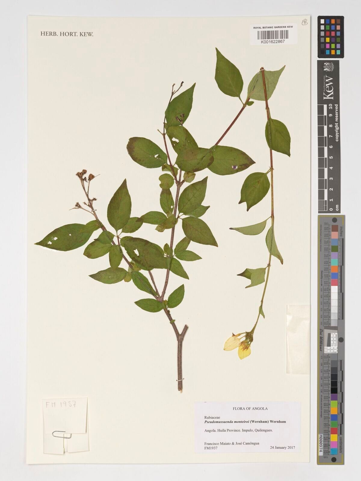 Pseudomussaenda monteiroi — related species from the same genus