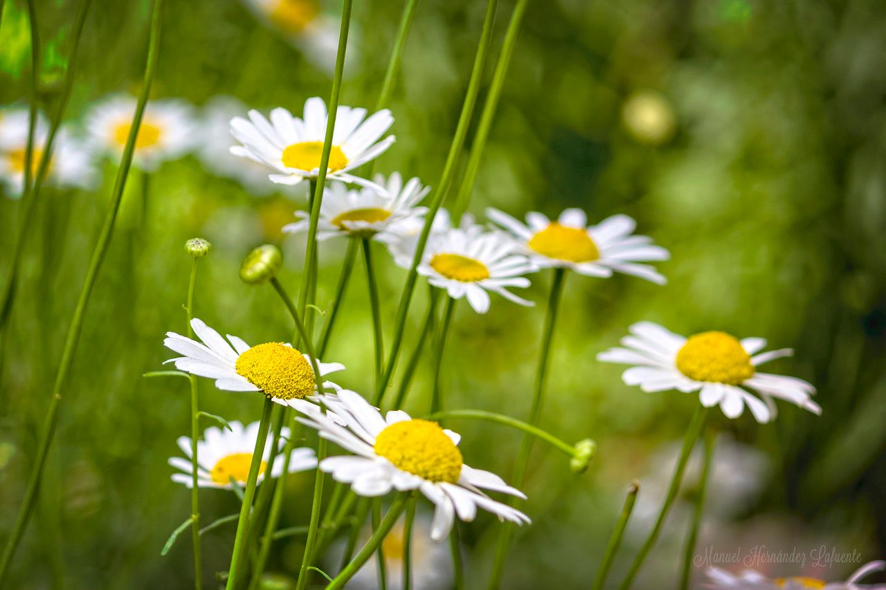 Leucanthemum gracilicaule habit