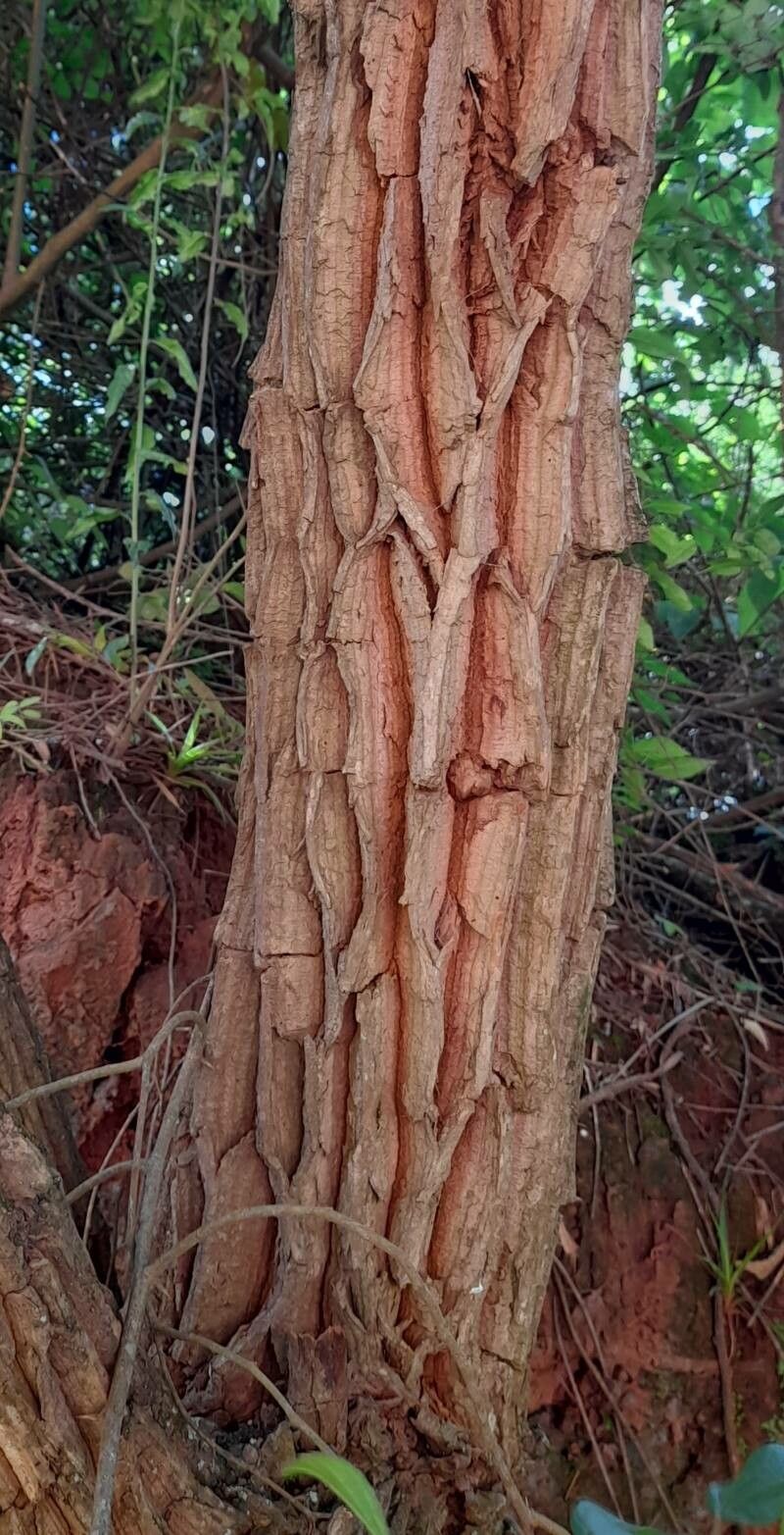 Bocconia integrifolia bark