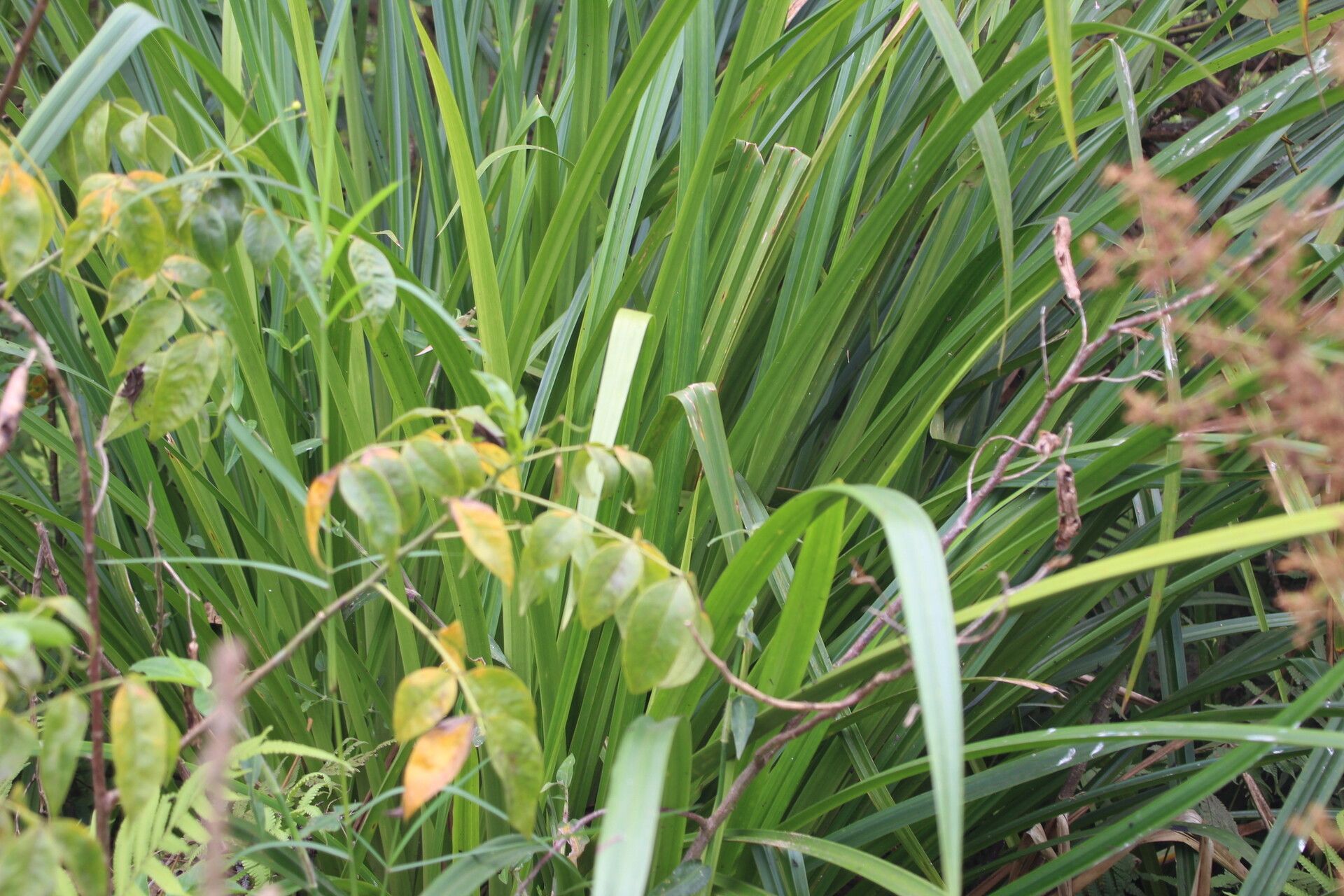 Cyperus ajax — houseplant care guide