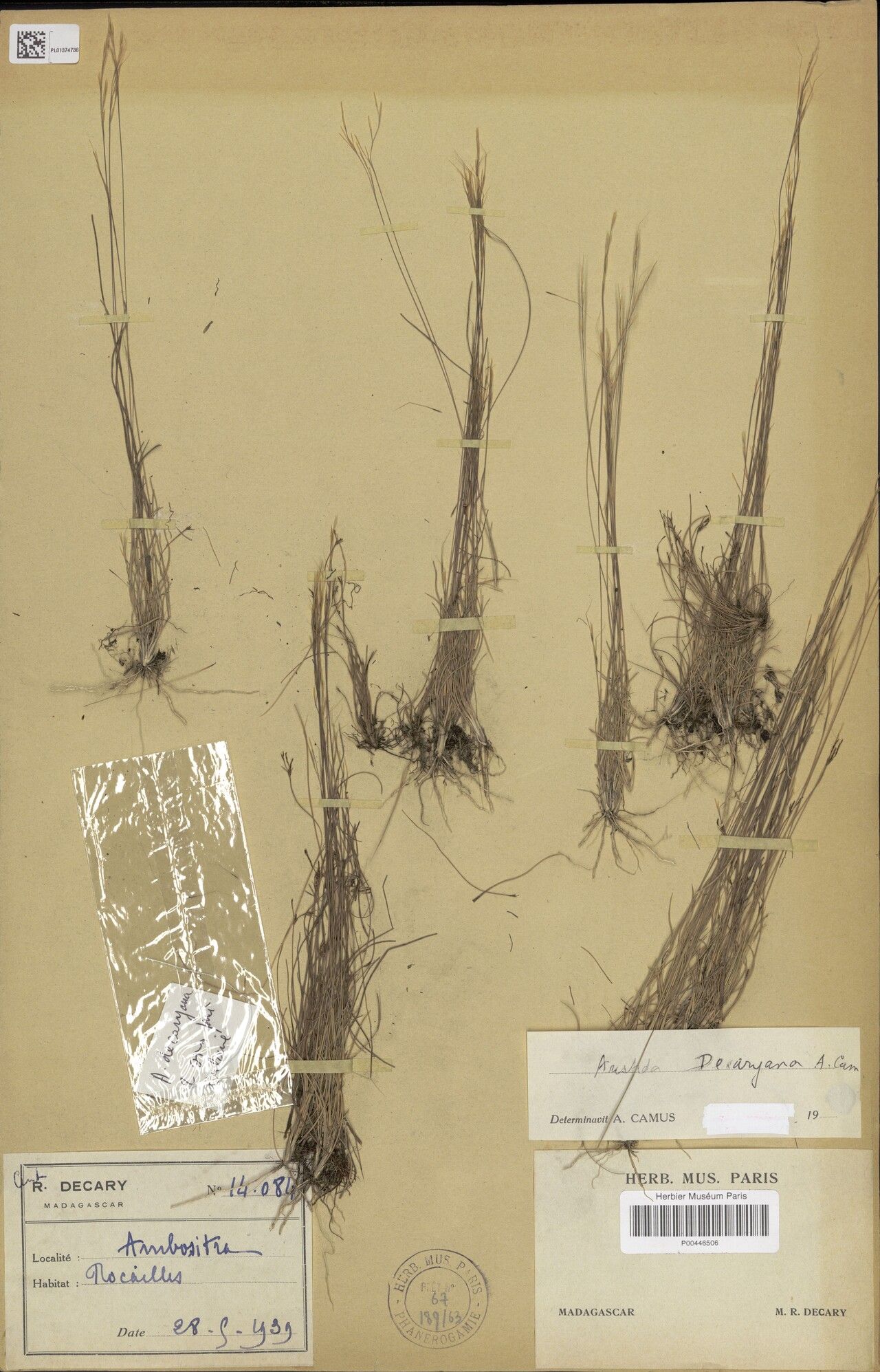 Aristida decaryana — search result for 'Aristida'