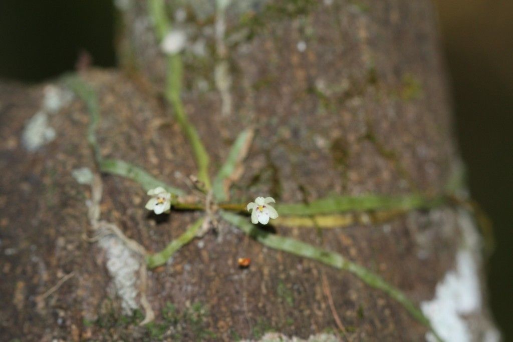 Taeniophyllum fasciola flower