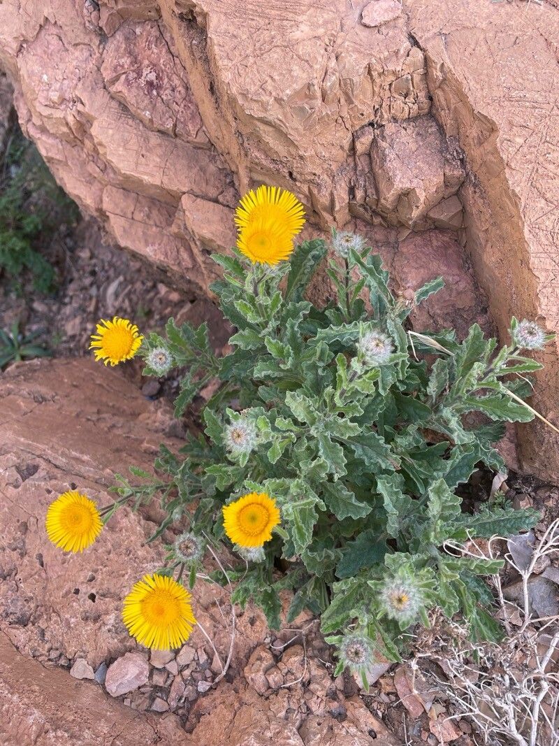 Pulicaria mauritanica flower