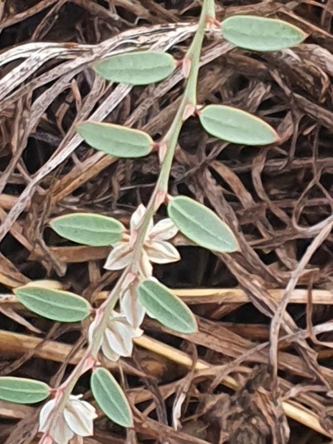 Phyllanthus suffrutescens flower