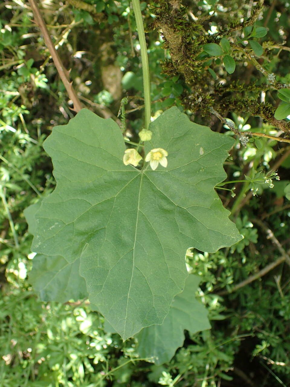 Bryonia dioica leaf