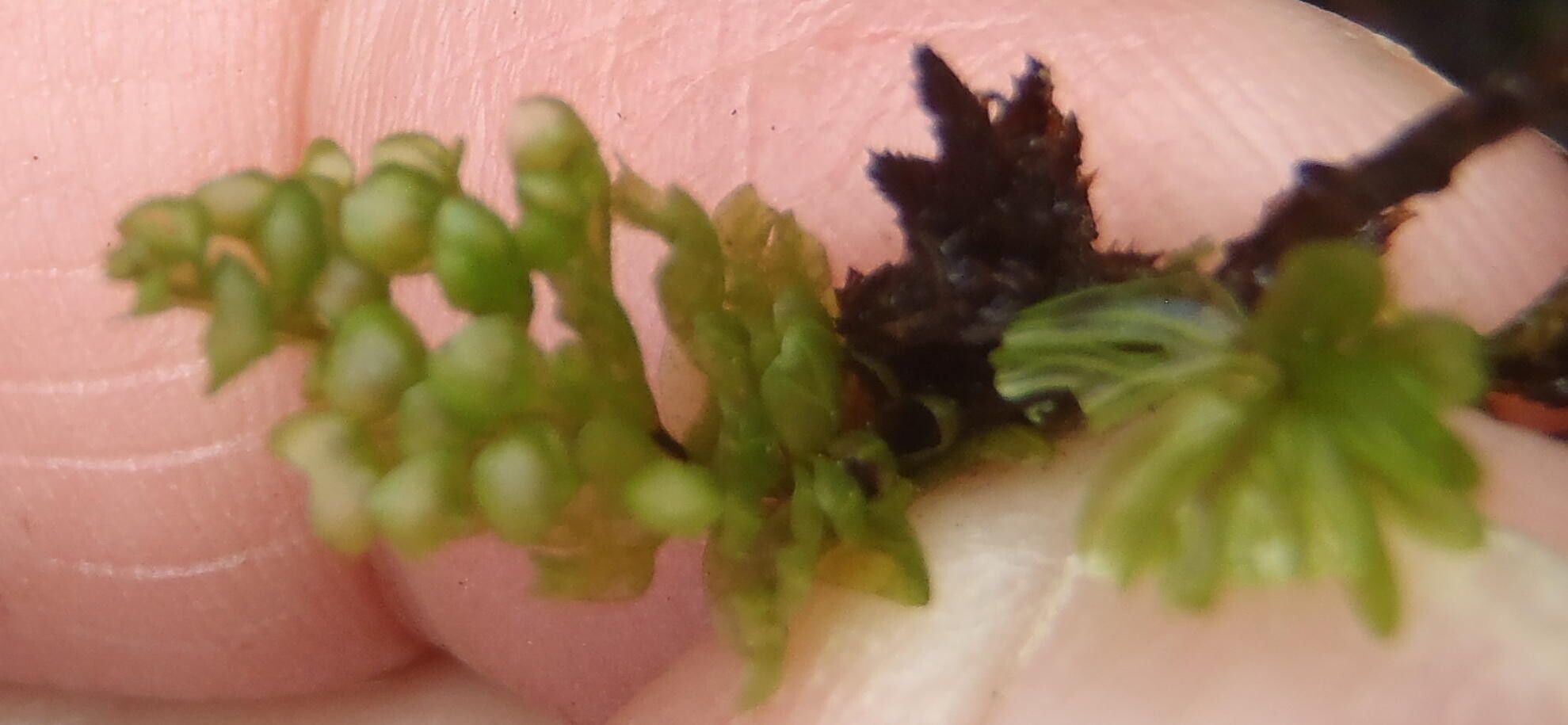 Hymenophyllum capense — related species from the same genus