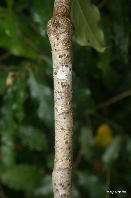 Mucuna neocaledonica bark