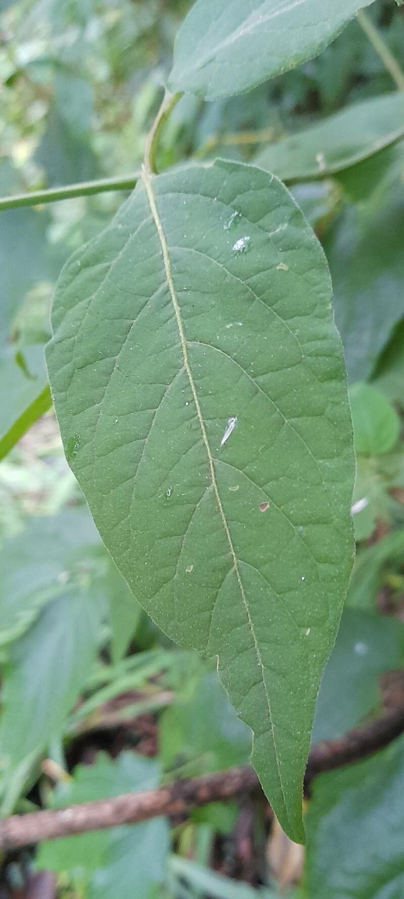 Solanum aloysiifolium — houseplant care guide