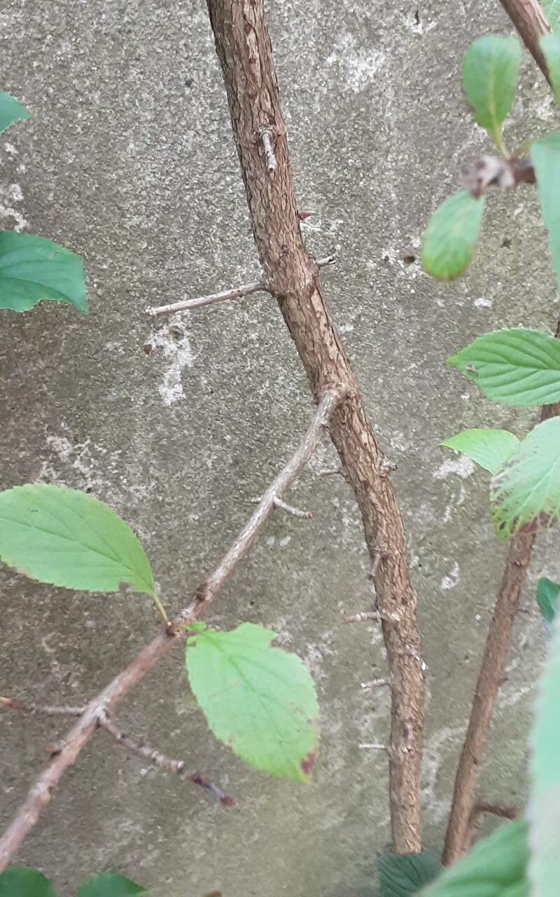 Viburnum × bodnantense bark