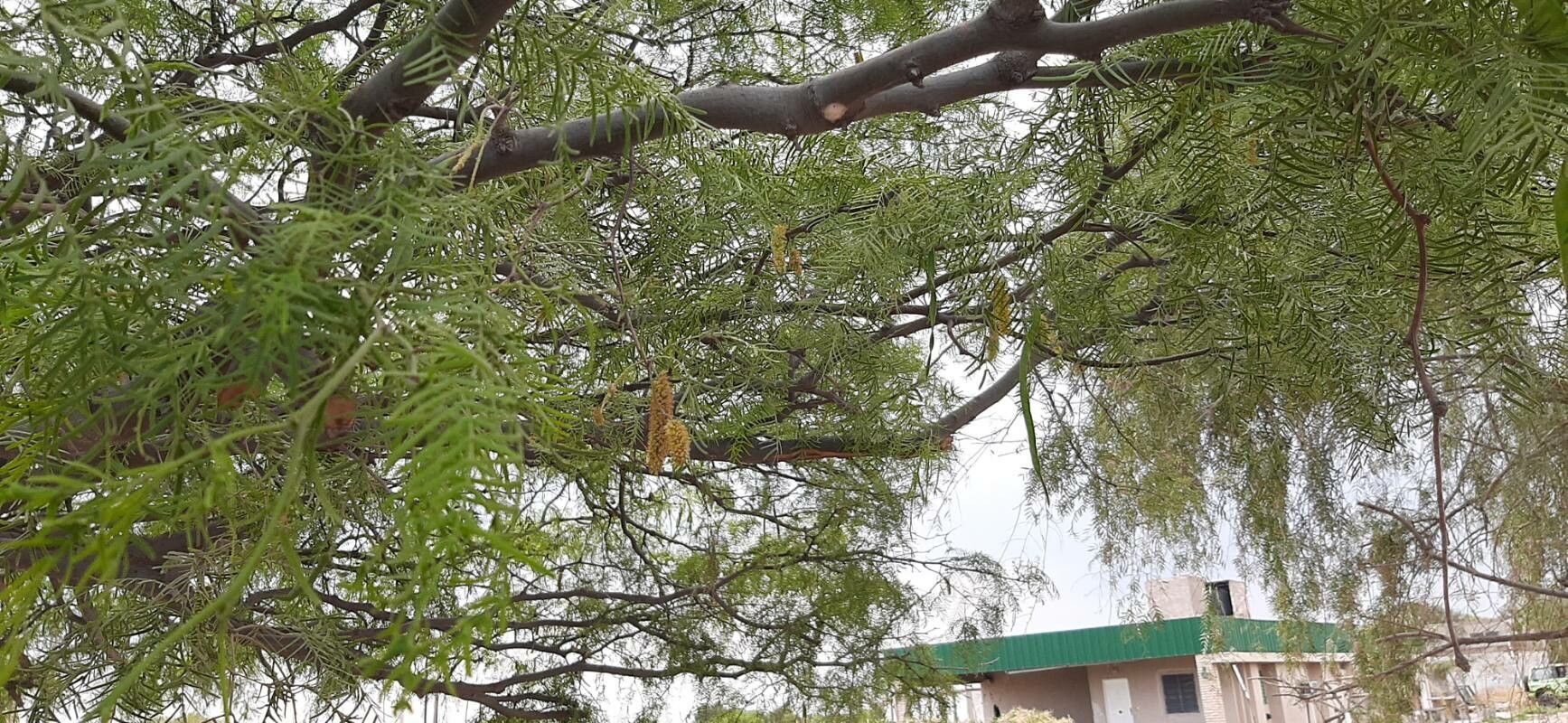 Prosopis chilensis flower