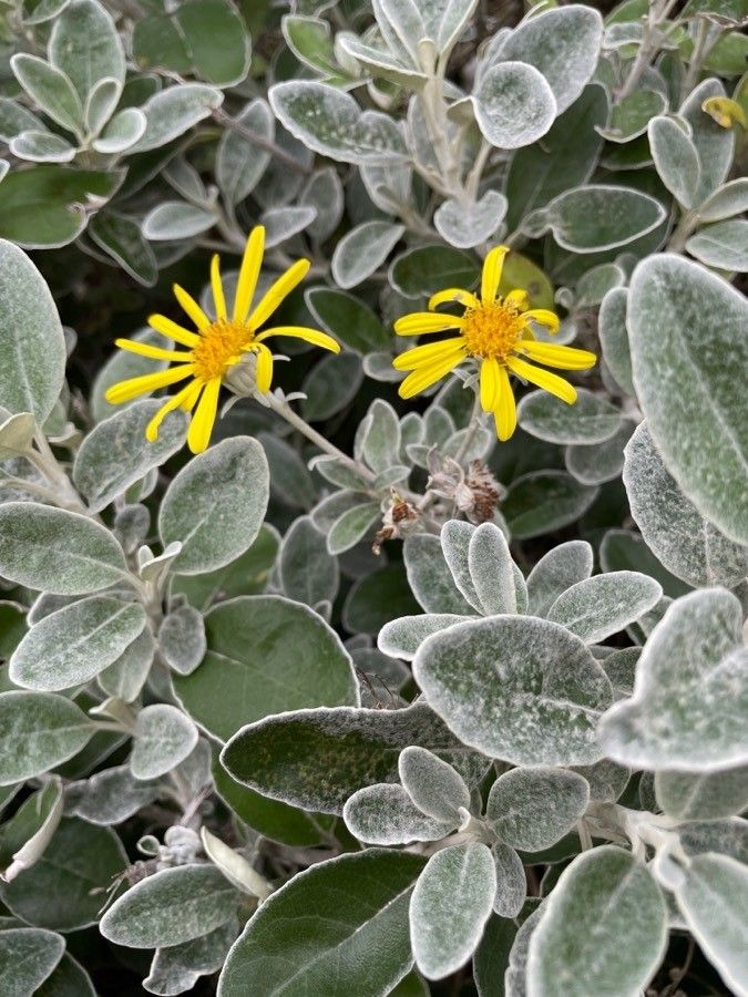 Senecio greyii flower