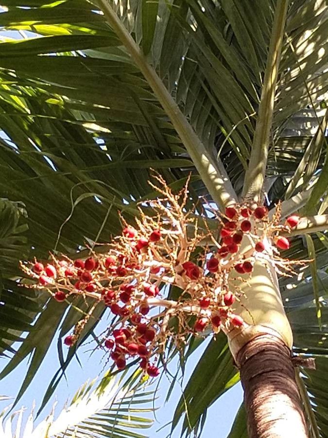 Dictyosperma album fruit