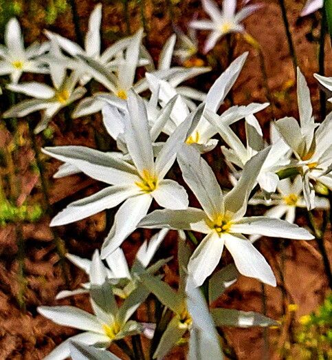 Leucocoryne ixioides — related species from the same genus