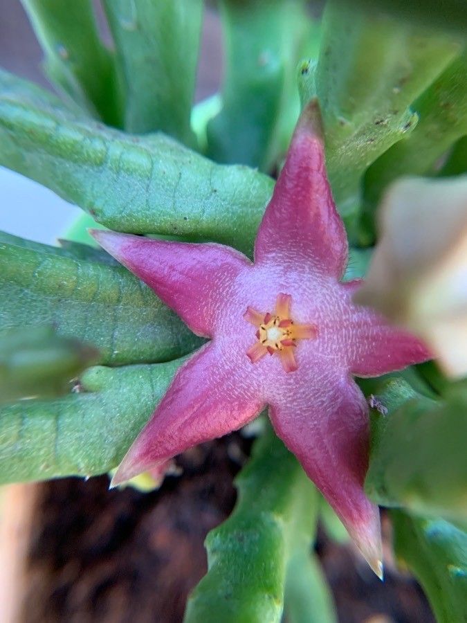 Stapelia divaricata flower