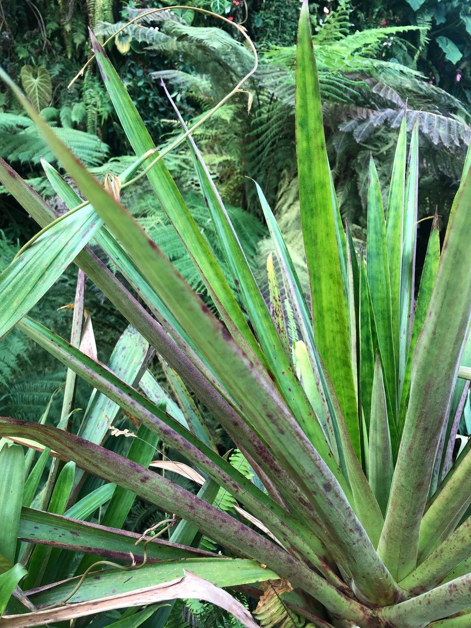 Werauhia ororiensis — houseplant care guide