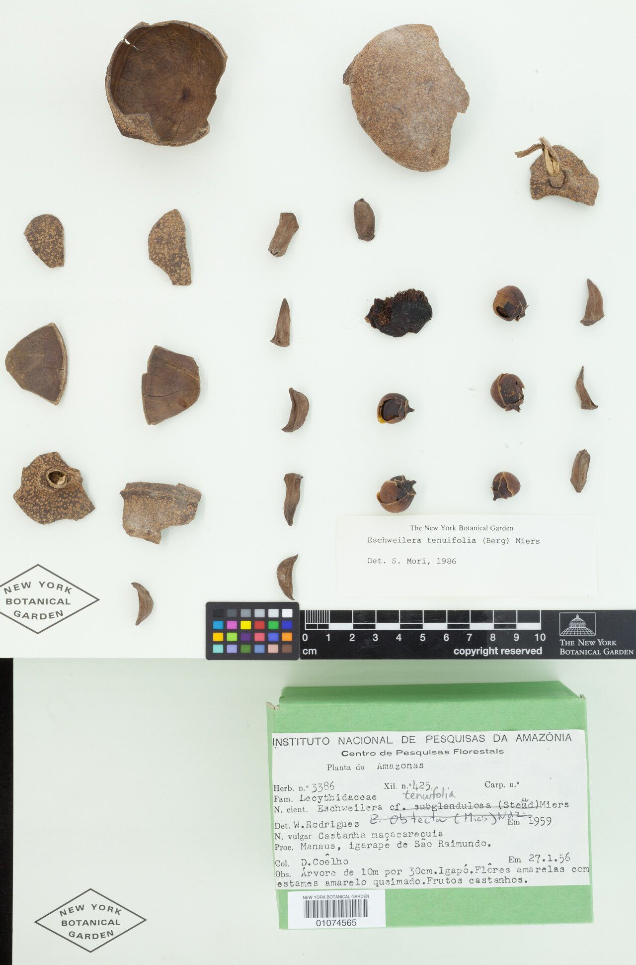 Eschweilera tenuifolia flower