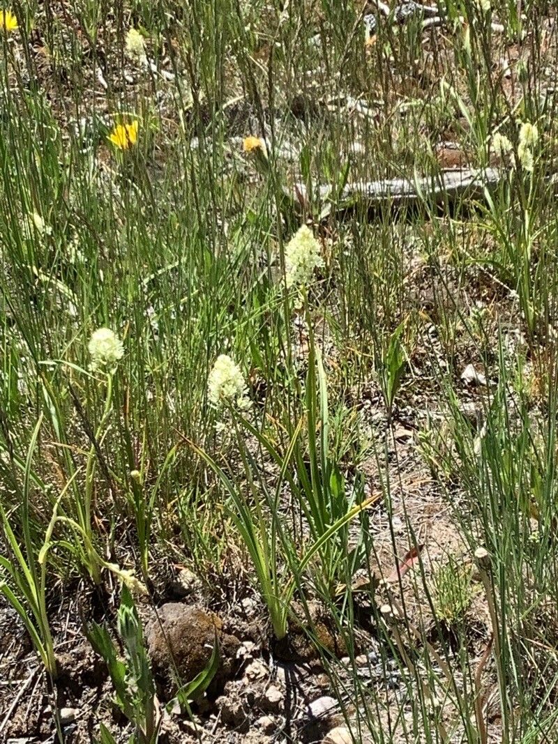 Zigadenus venenosus flower