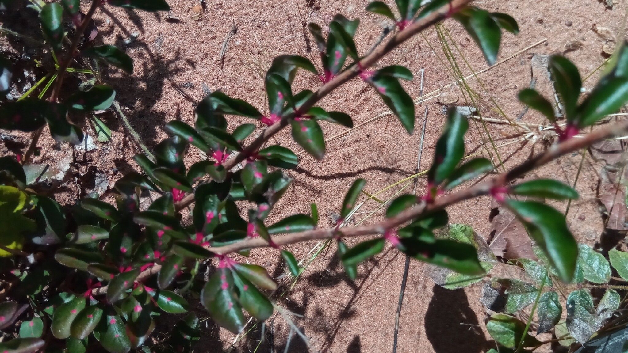 Turraea rhombifolia — houseplant care guide