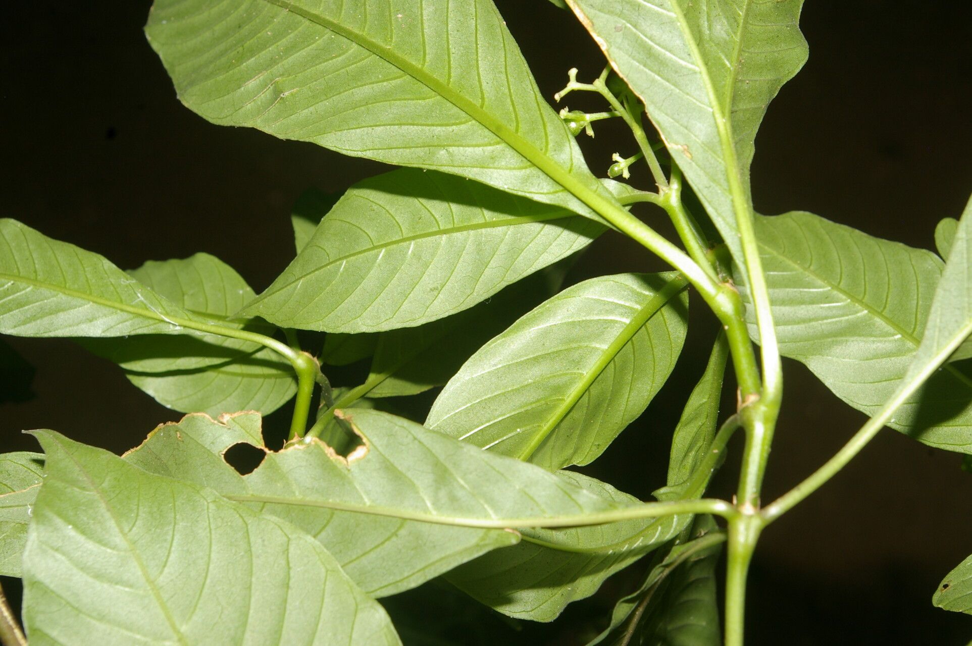 Psychotria pubescens leaf