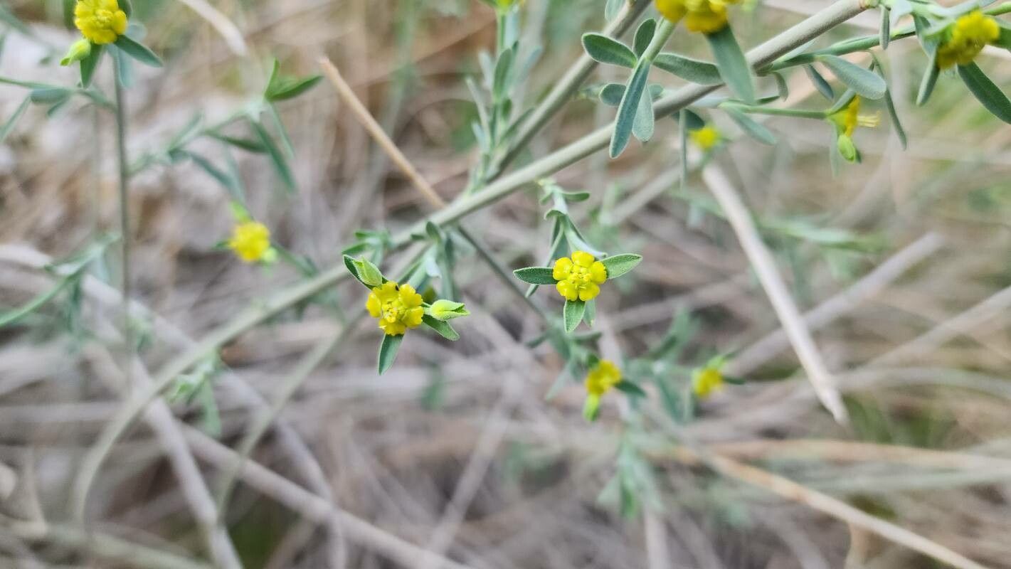 Euphorbia osyridea flower