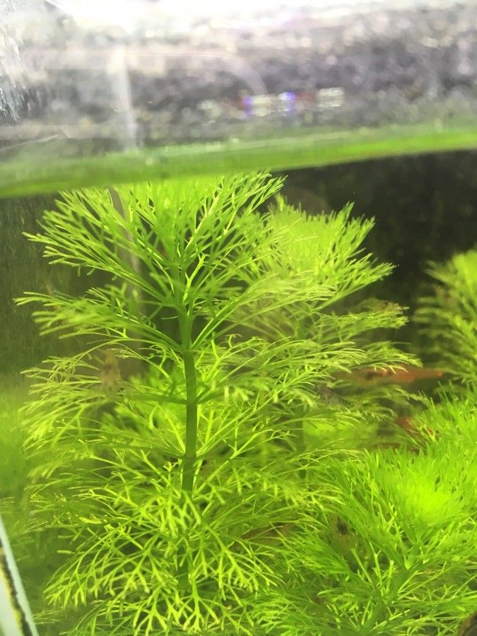 Ceratophyllum submersum leaf