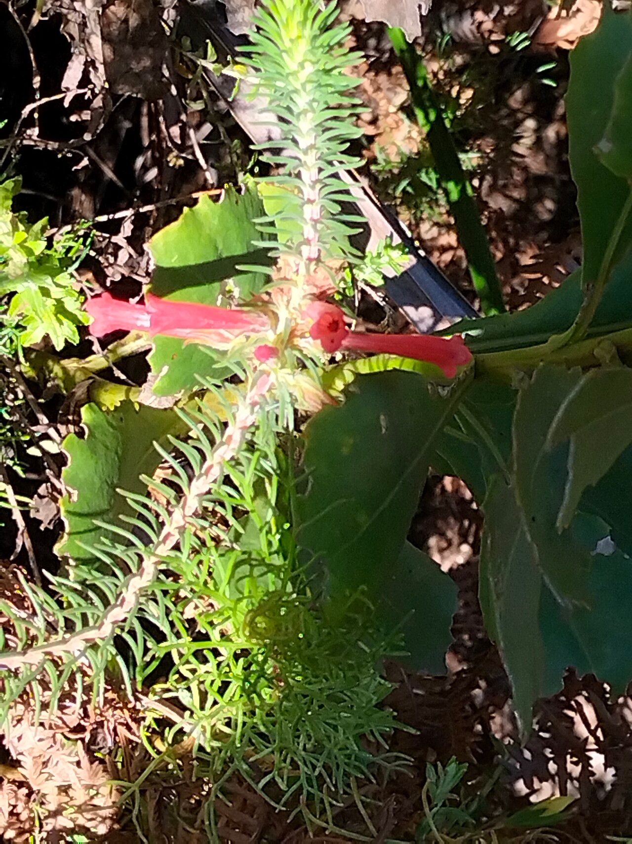 Erica curviflora habit