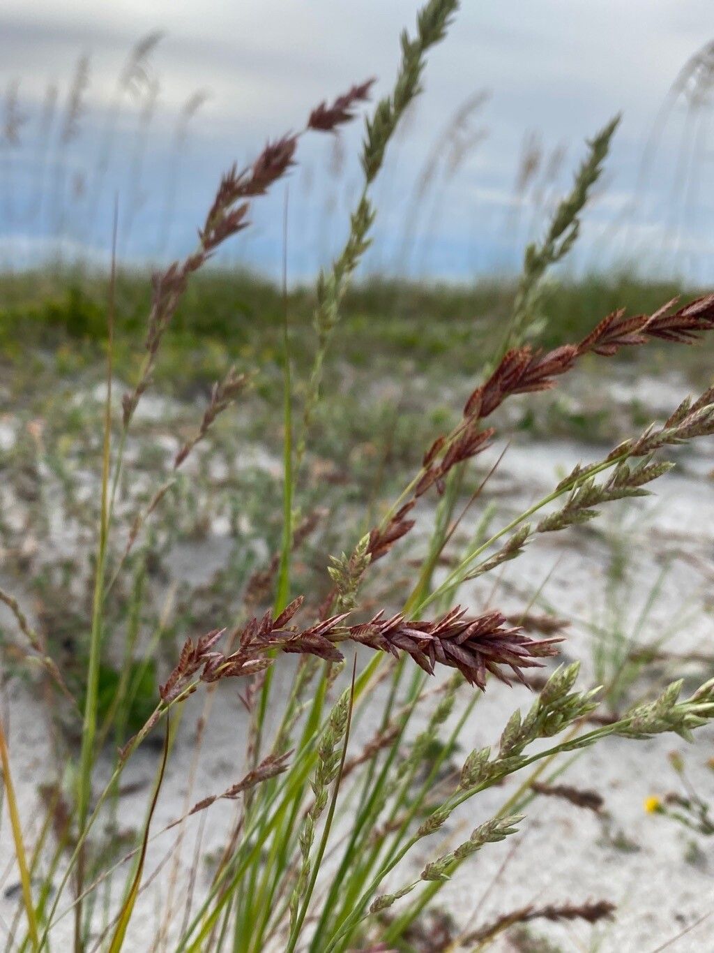 Poa secunda — search result for 'Poa'