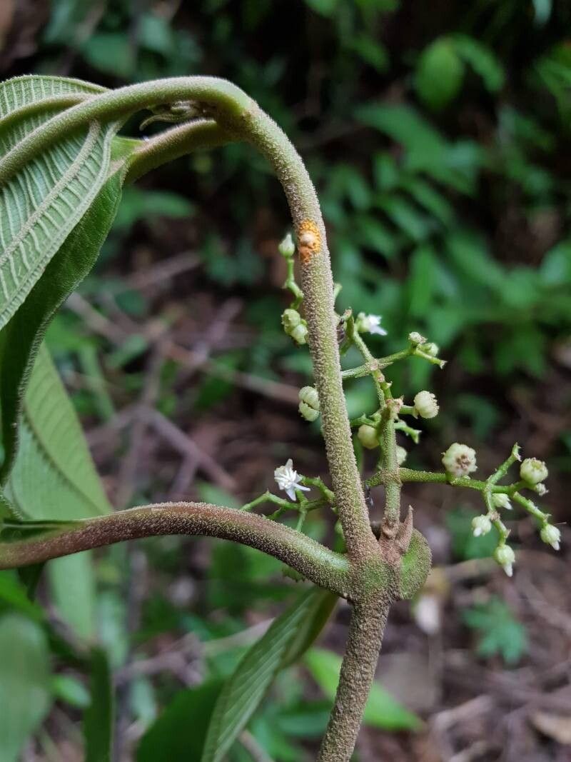 Miconia variabilis flower