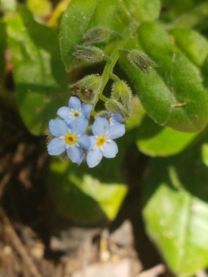 Myosotis nemorosa flower