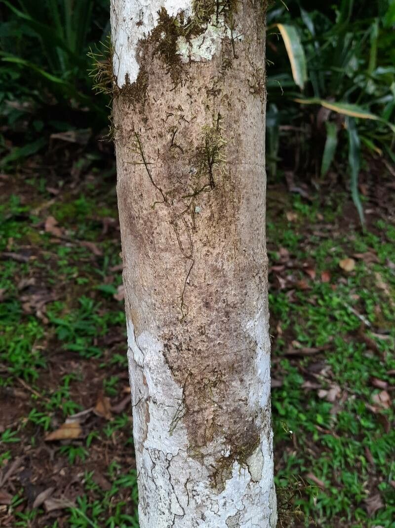 Dypsis baronii bark