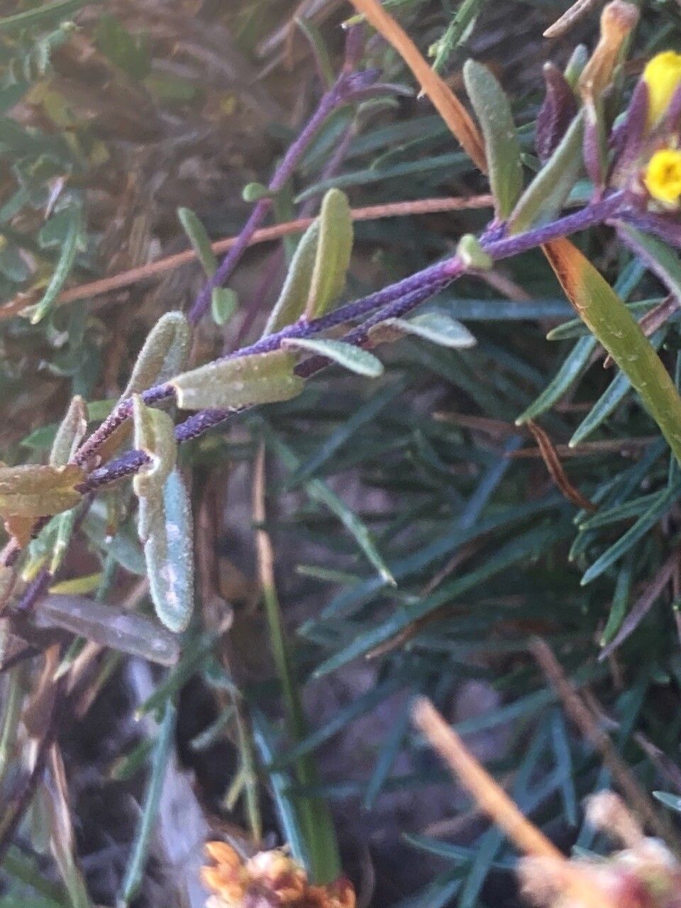 Odontites corsicus — related species from the same genus