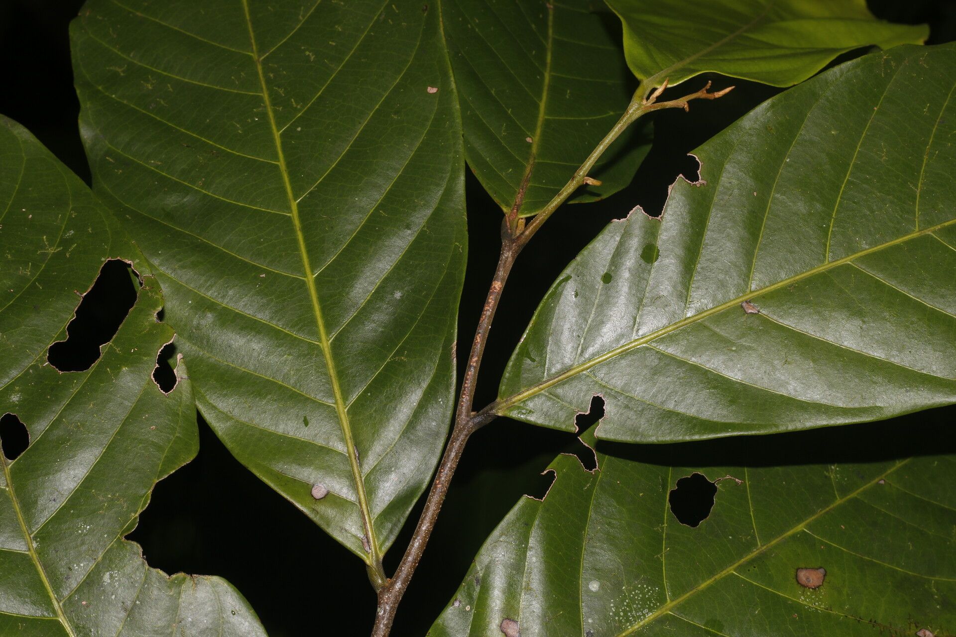 Unonopsis pittieri fruit
