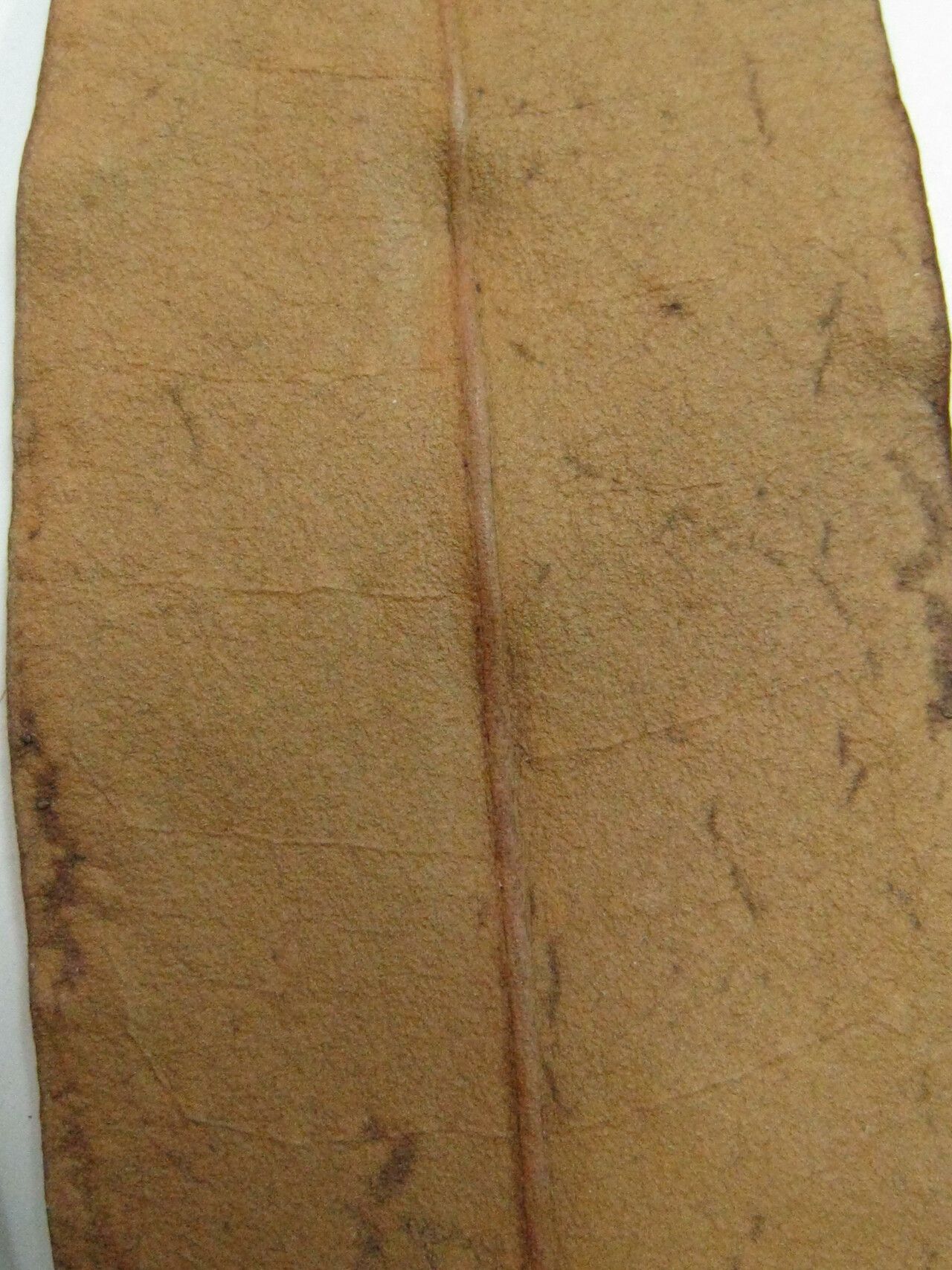 Guatteria conspicua — houseplant care guide