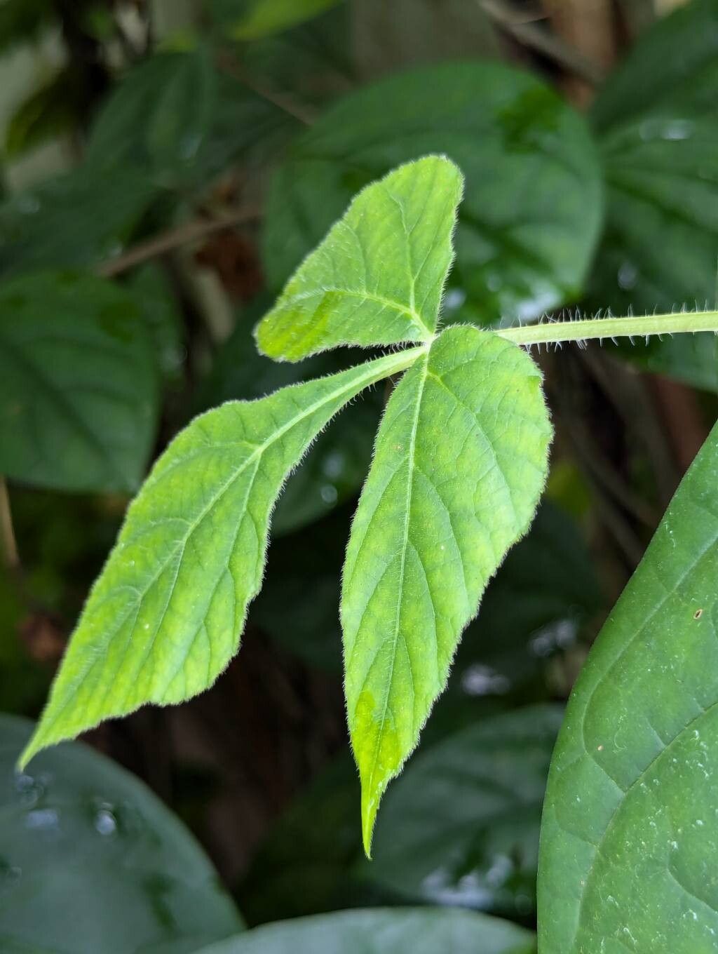 Cissus gongylodes — houseplant care guide