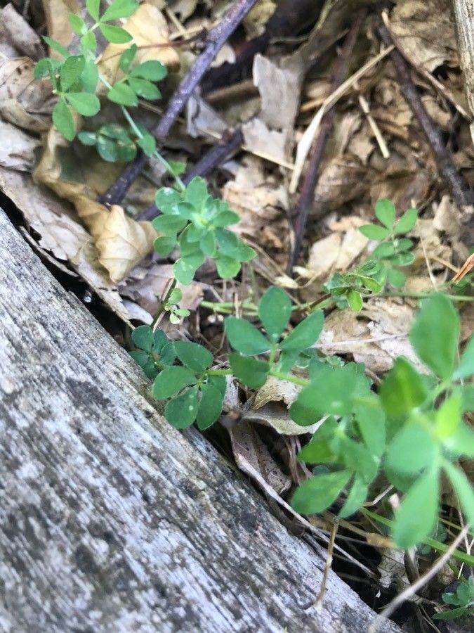 Trigonella gladiata — houseplant care guide