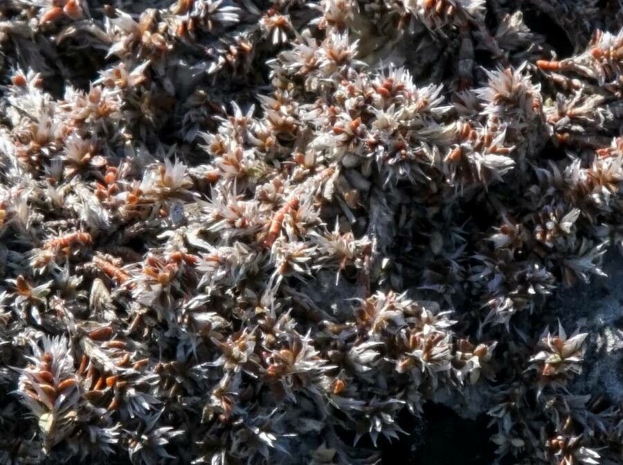 Paronychia cephalotes — houseplant care guide