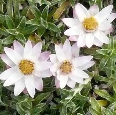 Helichrysum confertifolium — search result for 'Helichrysum'