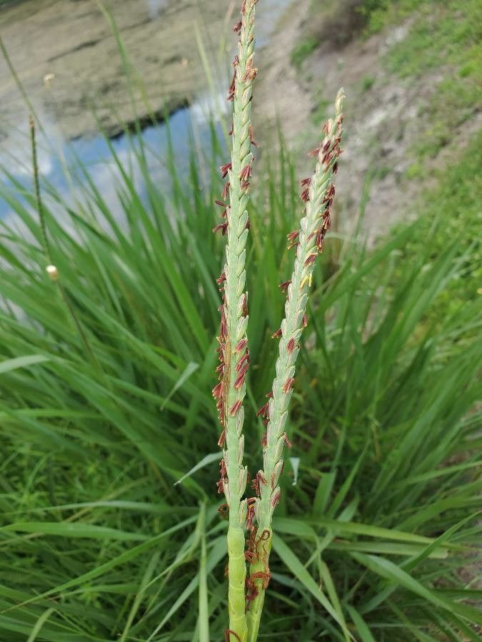 Tripsacum dactyloides flower