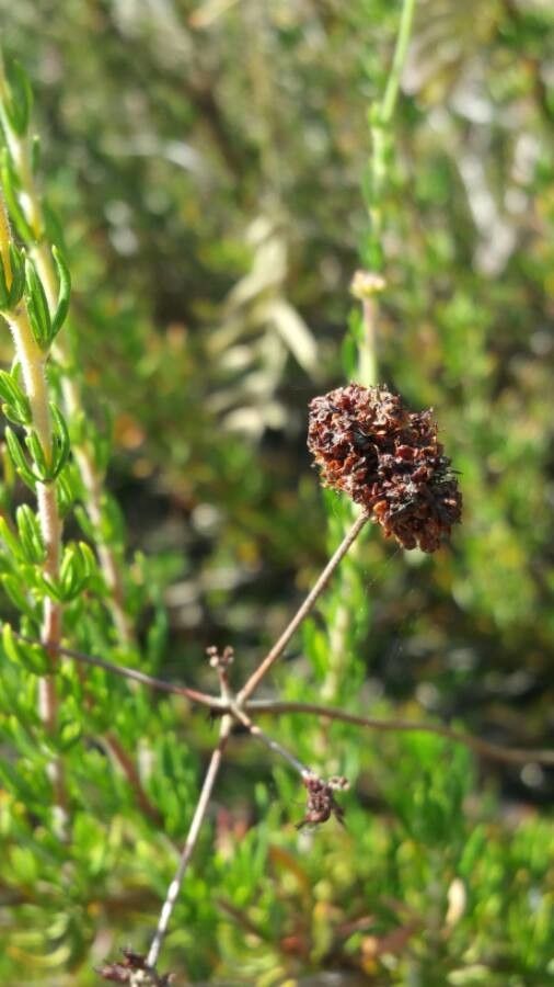 Eriogonum fasciculatum fruit