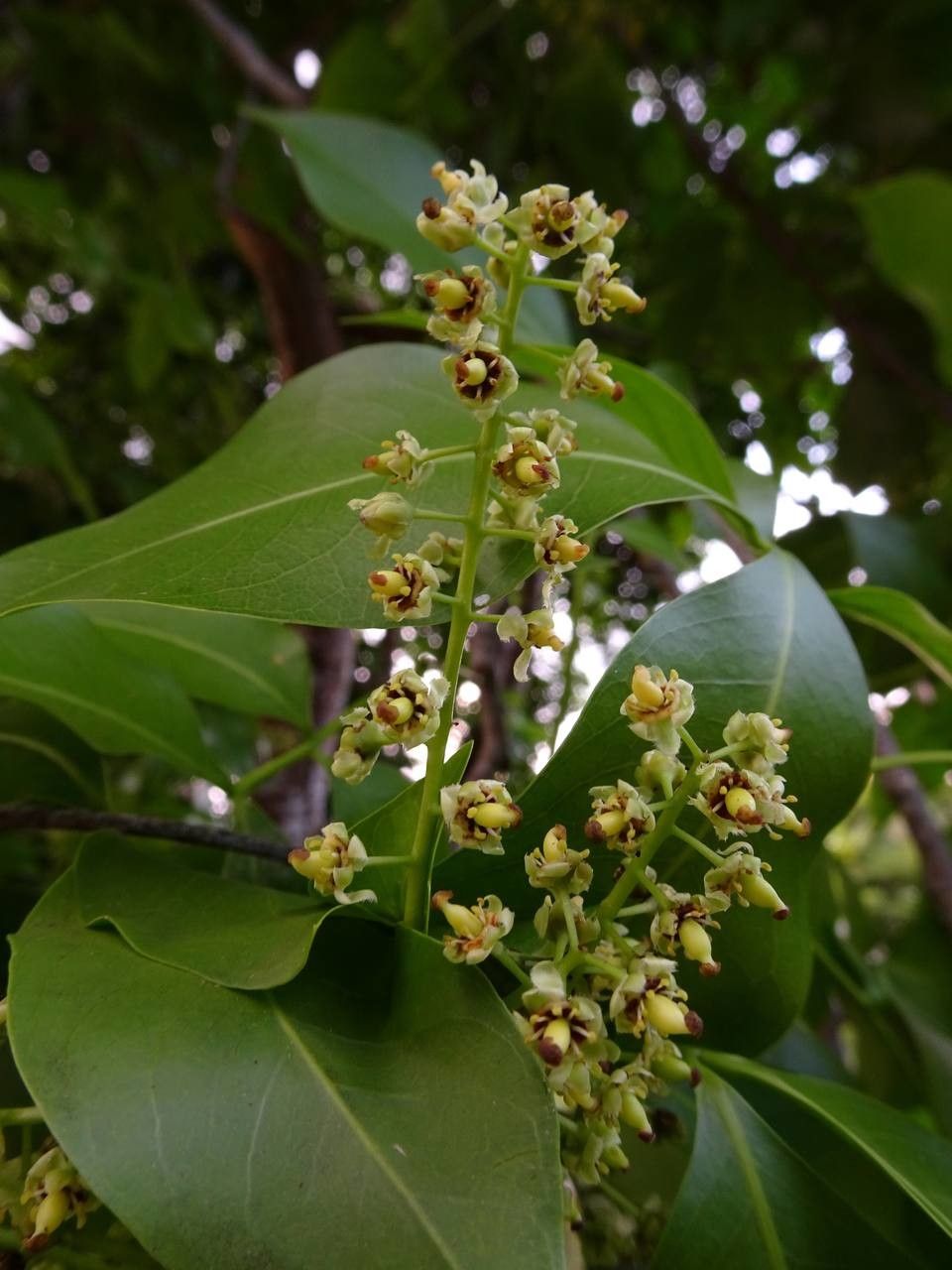 Melicoccus bijugatus flower