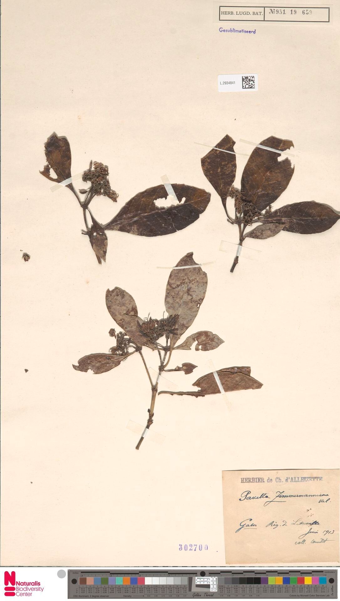 Pavetta zimmermanniana — houseplant care guide