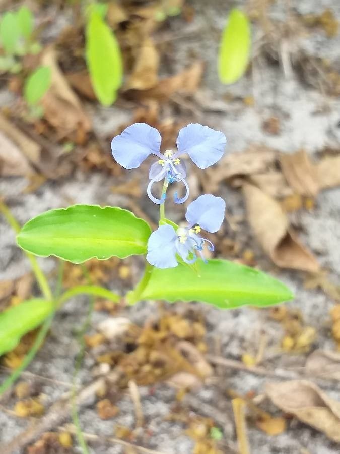 Commelina forsskaolii flower