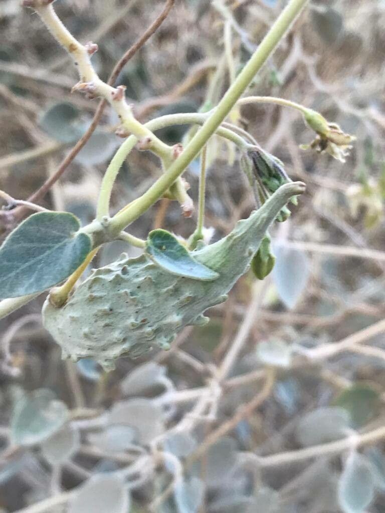 Pergularia tomentosa fruit