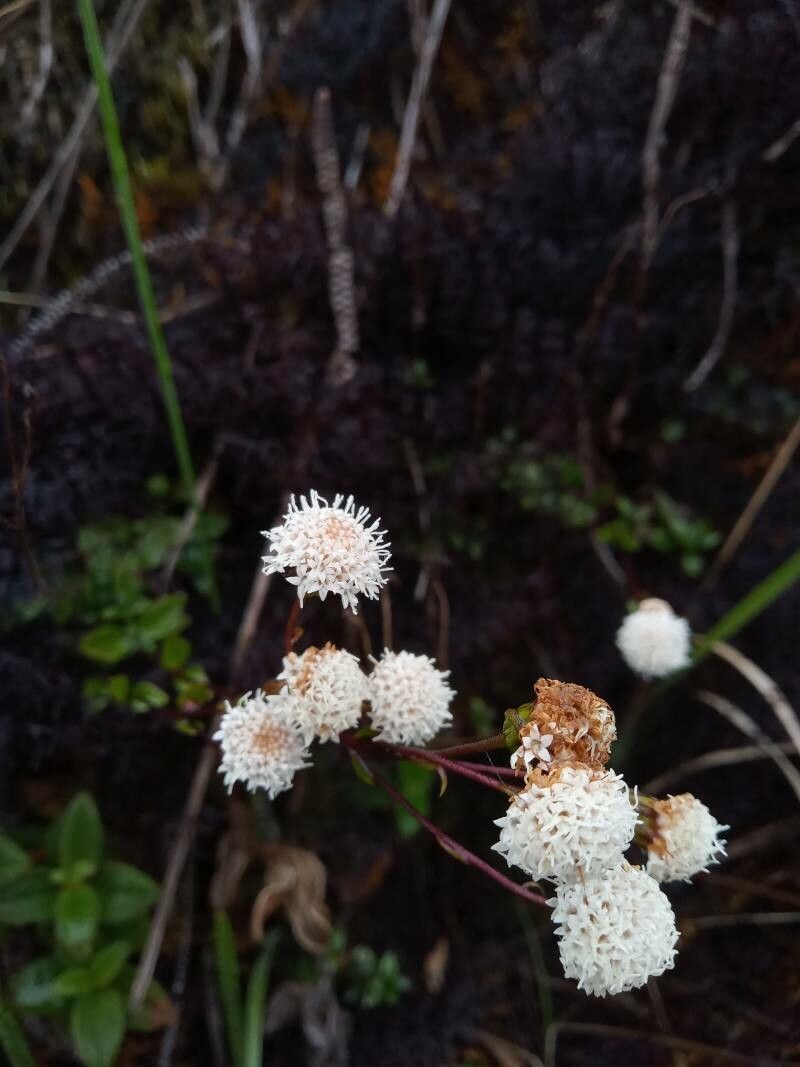Ageratina gracilis flower
