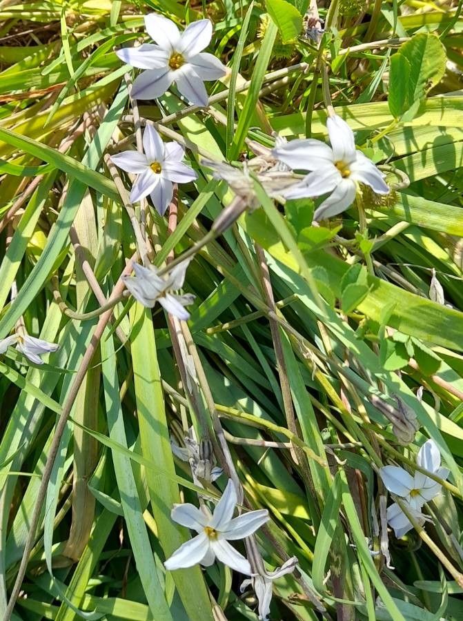 Ipheion uniflorum habit