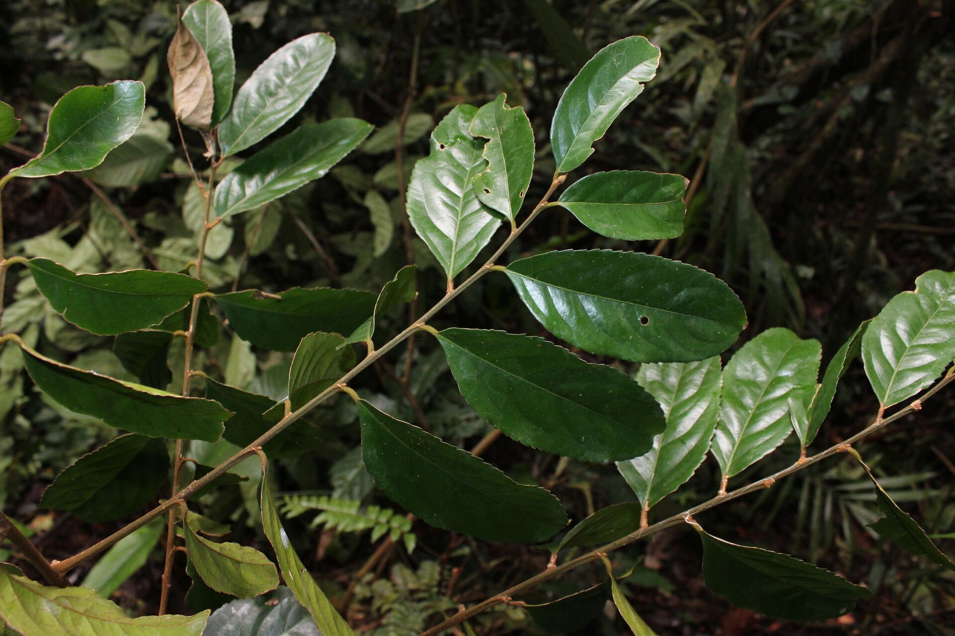 Drypetes occidentalis leaf