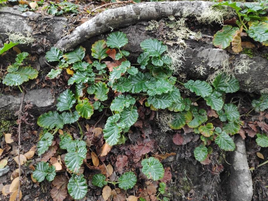 Rubus geoides habit