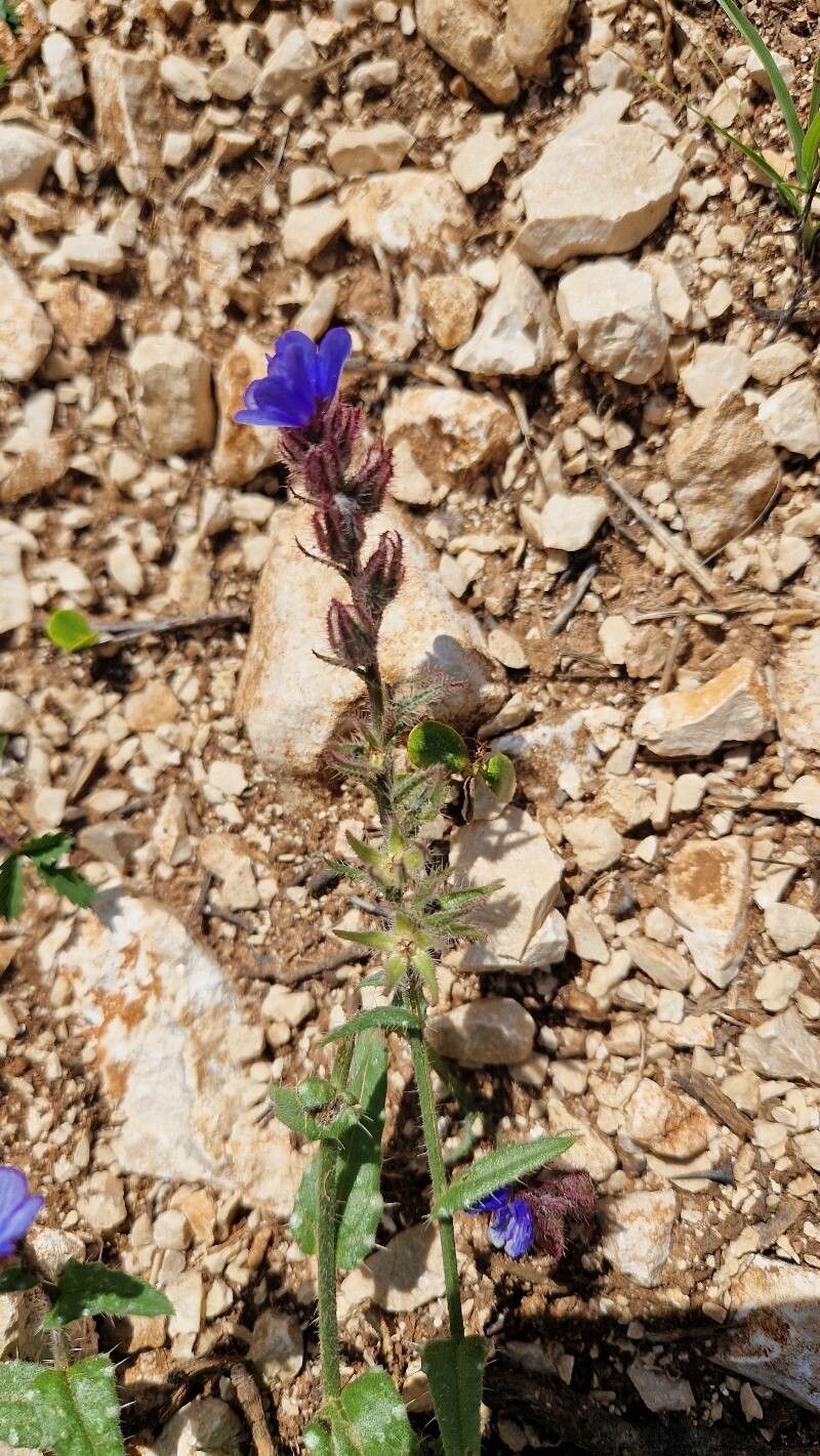 Anchusa cretica flower