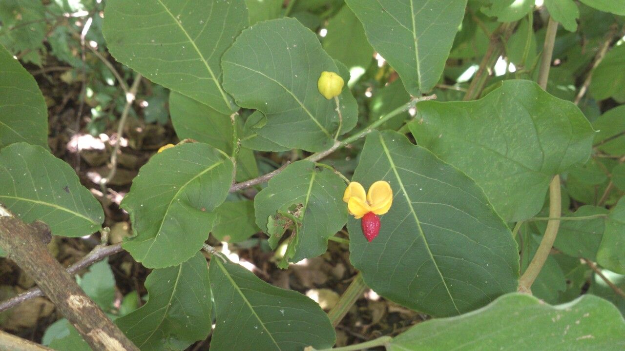 Casearia corymbosa fruit