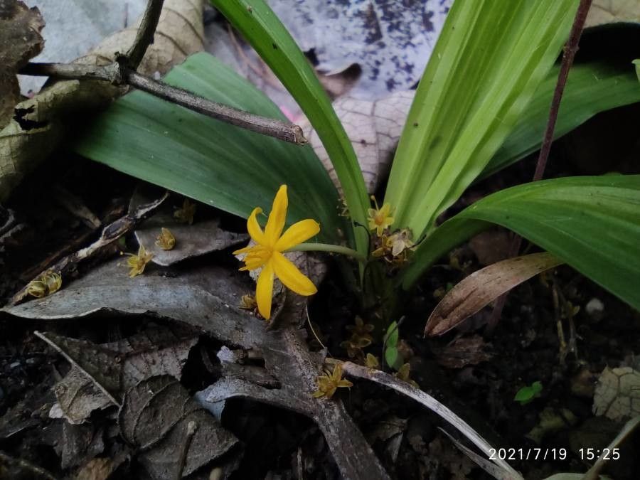 Curculigo orchioides habit